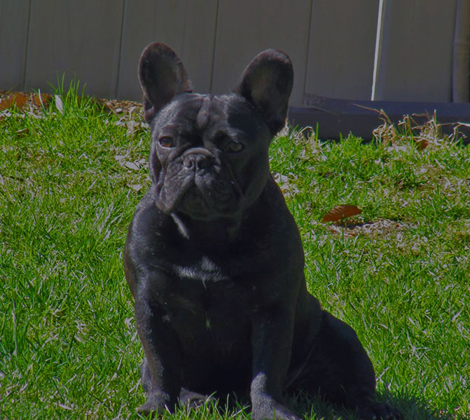 Male French Bulldog Named Cabot