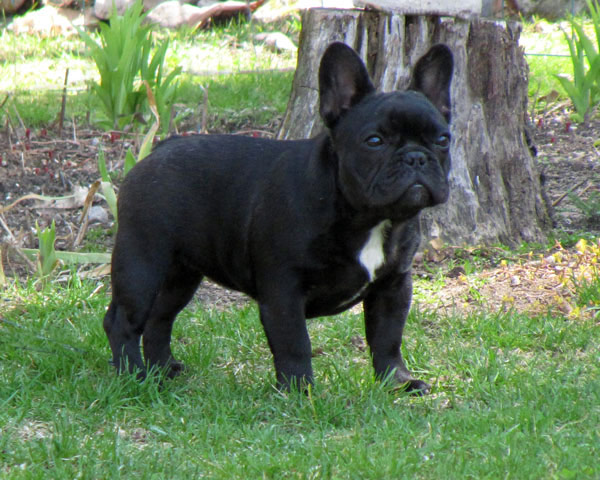 Female French Bulldog Named Esta