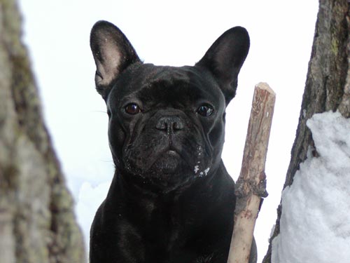 French Bulldog Pictures