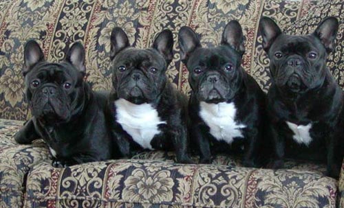 French Bulldog Pictures