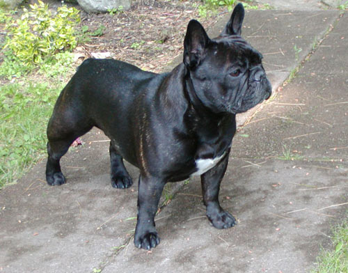 Female French Bulldog Named Jade