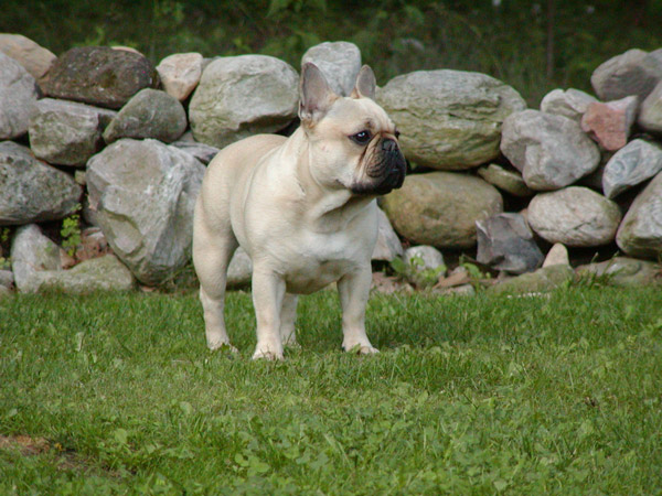 Female French Bulldog Named Mabelle