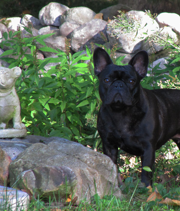Female French Bulldog Named Maybelline