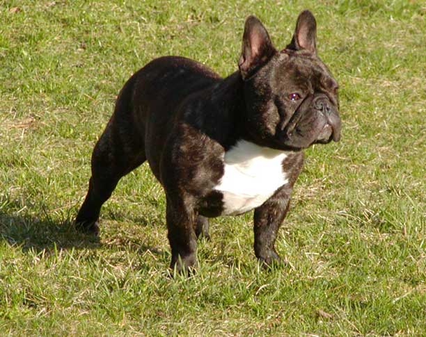 Female French Bulldog Named Mieke
