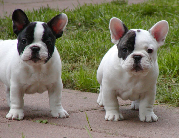 2 pied French Bulldog Pups