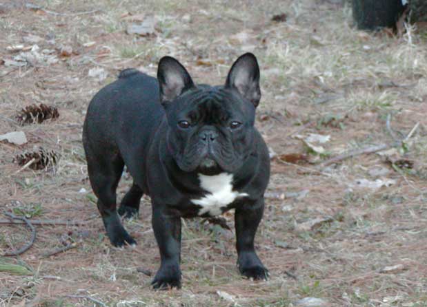 Female French Bulldog Named Tina